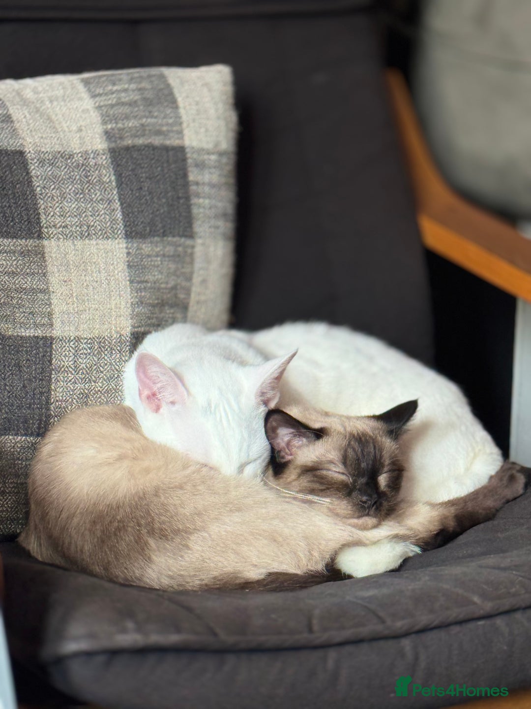 Siamese cats for sale: Siamese x Khao Manee & RagDoll Kittens - Advert 5