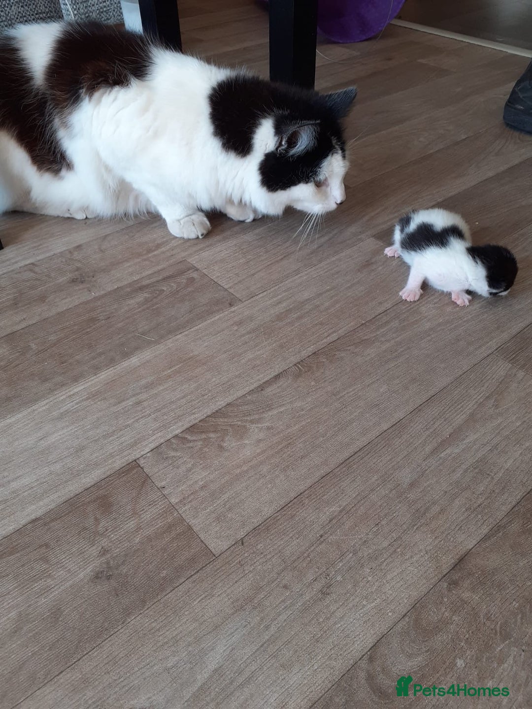 British Longhair cats for sale: Kittens for sale!! in Highbridge - Image 25