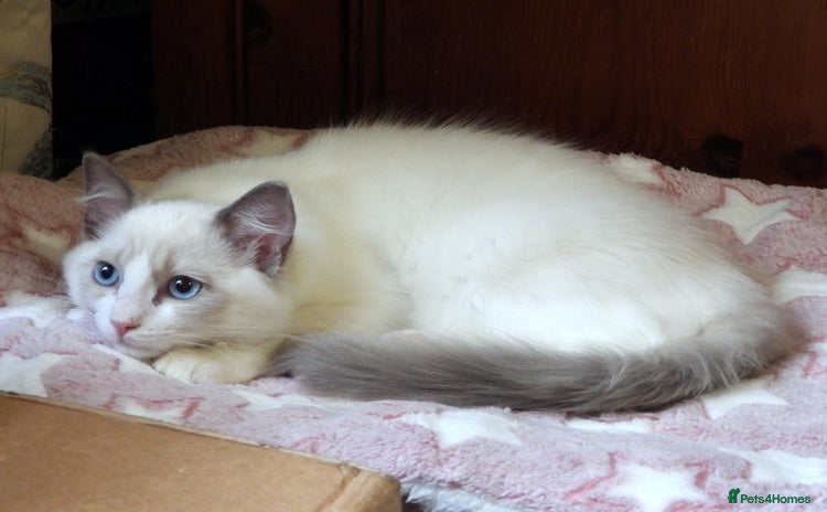 Ragdoll cats - Advert 4