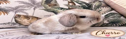 Mini Lop rabbits for sale: Cute Blue Mini Lop Babies  - Advert 16