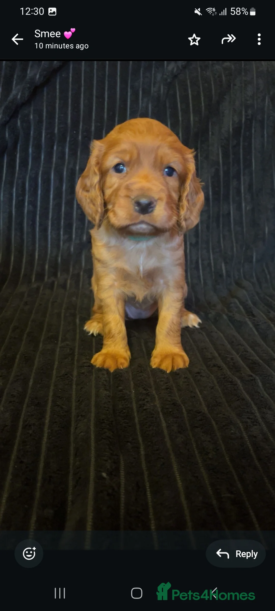 Cocker Spaniel dogs for sale: Working cocker spaniel puppies for sale - Advert 12
