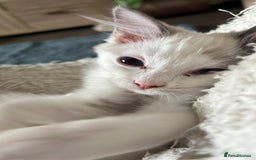 Ragdoll cats for sale: 1 Male kitten  - Image 4