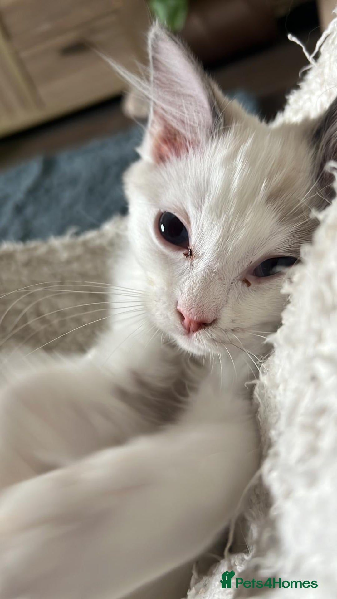 Ragdoll cats for sale: 1 Male kitten  - Image 4