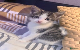 Mixed Breed cats for sale: Adorable mixed litter  - Image 2