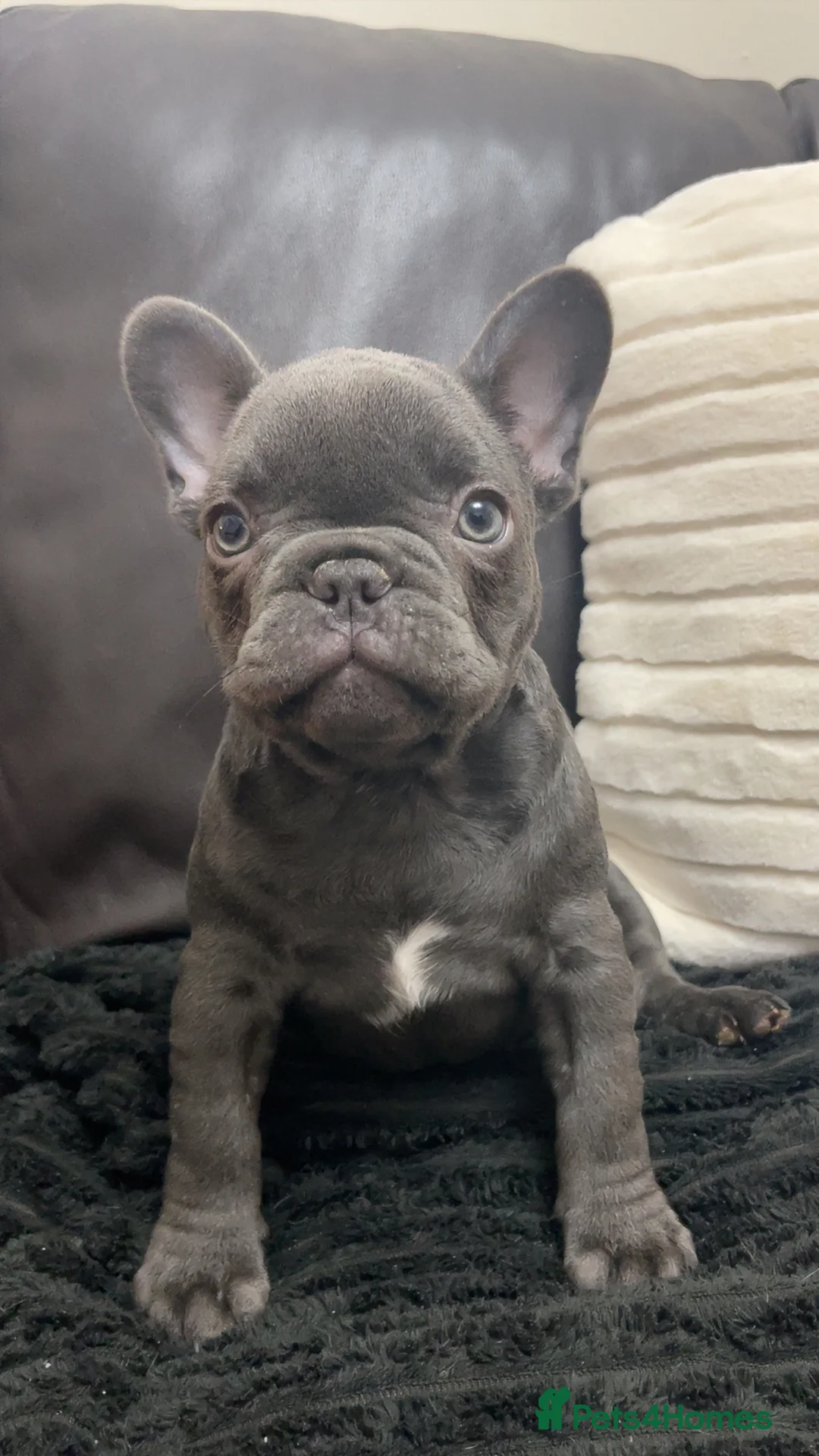 French Bulldog dogs for sale: Grey French Bulldog Male in Deeside - Advert 3