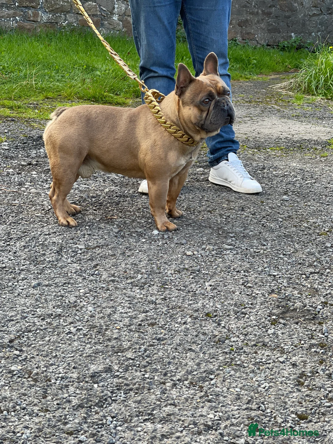 French Bulldog dogs for stud: French Bulldog Stud in Abertillery - Advert 3