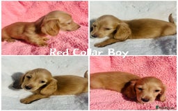 Miniature Dachshund dogs for sale: Ready to leave 🐾 beautiful long hair miniatures  - Image 1