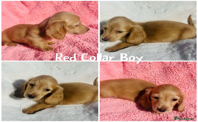 Miniature Dachshund dogs - Advert 6