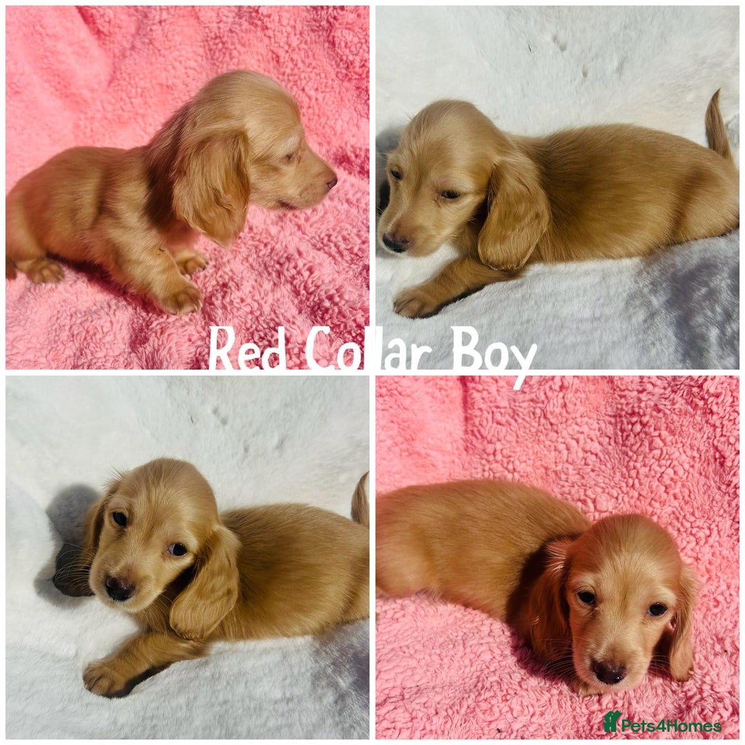 Miniature Dachshund dogs for sale: Ready to leave 🐾 beautiful long hair miniatures  - Image 1