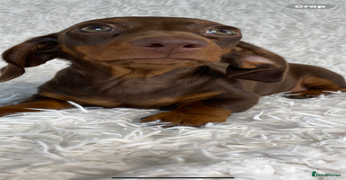 Miniature Dachshund dogs - Advert 1