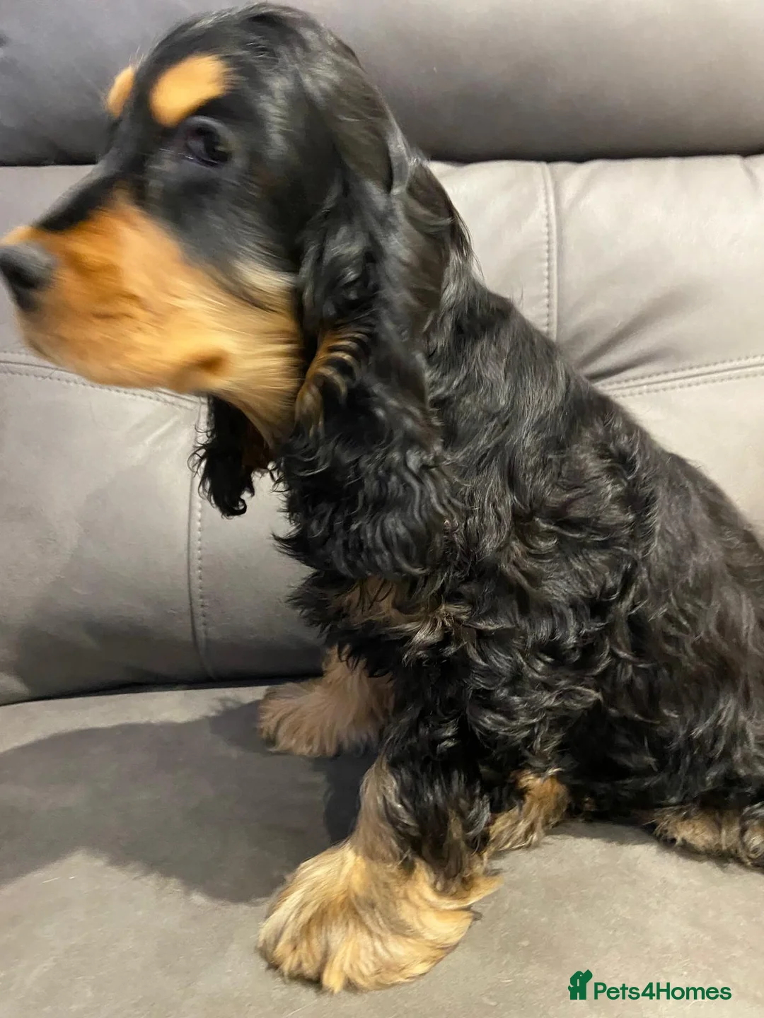 Cocker Spaniel dogs for sale: English Show Cocker Spaniels 1 boy left! - Advert 2