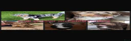 Aussiedoodle dogs for sale: Aussiedoodle pups - Advert 7