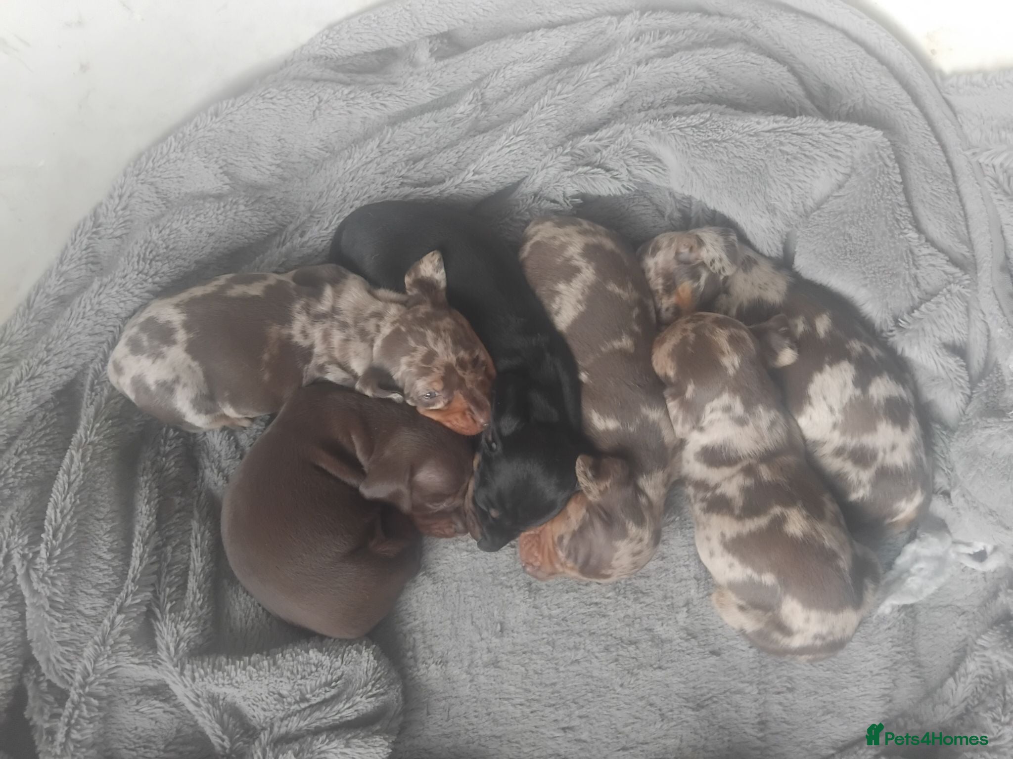 Miniature Dachshund dogs Miniature dashchund puppies  - Advert 2