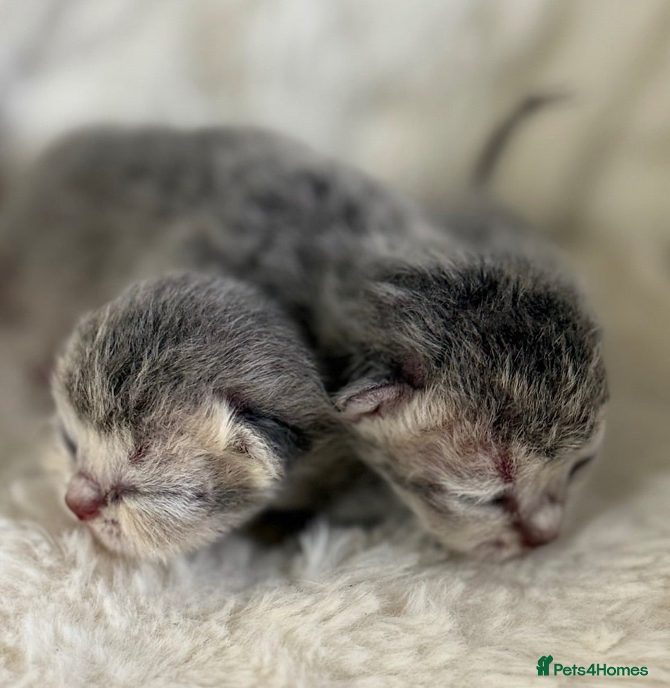 British Shorthair cats Blue Golden Shaded British Shorthair Kittens - Advert 1