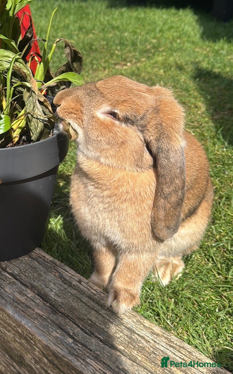 Mixed Breed rabbits Female Spayed Rabbit - Advert 1