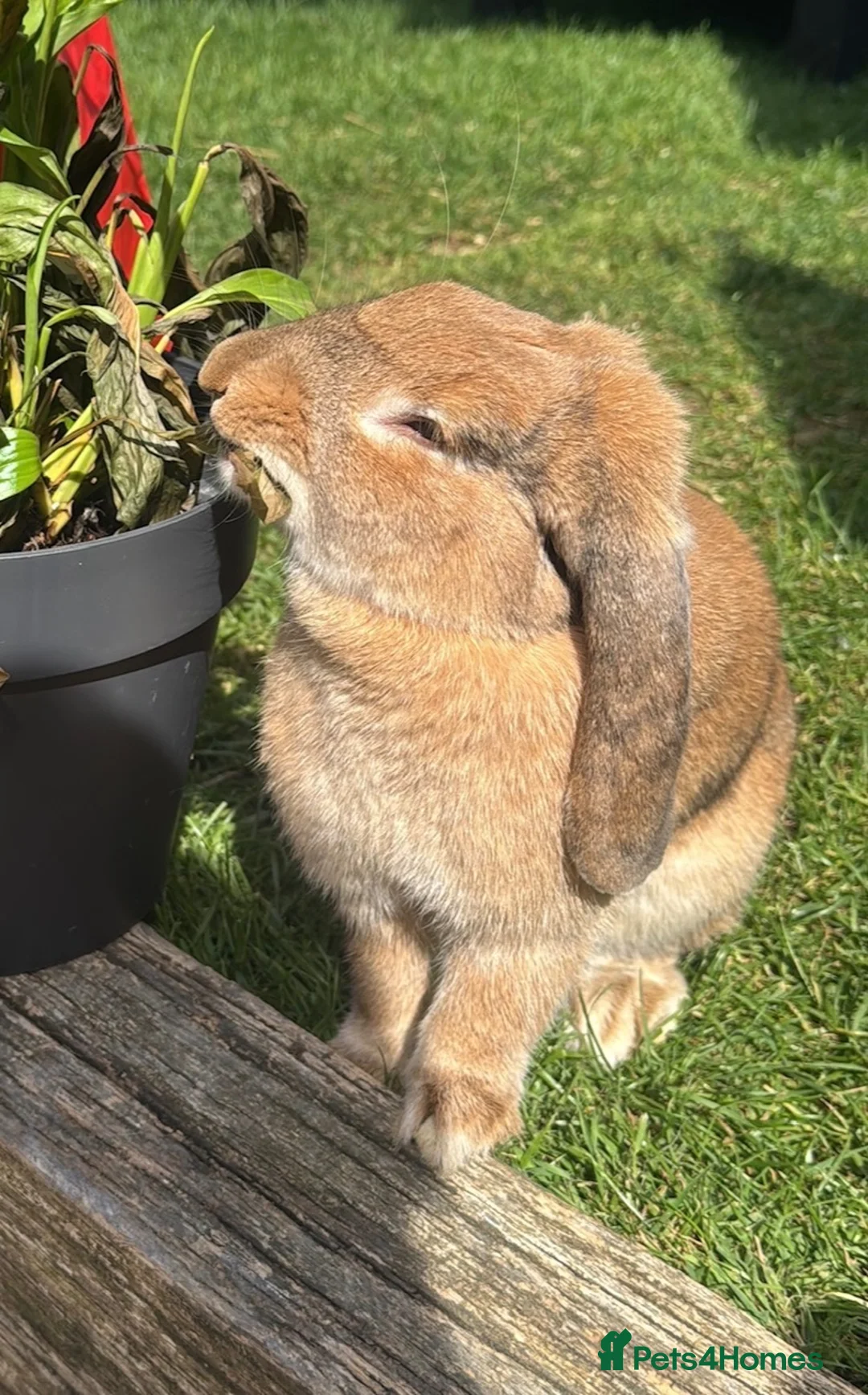 Mixed Breed rabbits for sale: Female Spayed Rabbit in Wellingborough - Advert 1