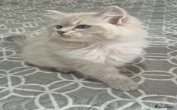 Siberian cats for sale: Pedigree girl and boy availiable - Image 4