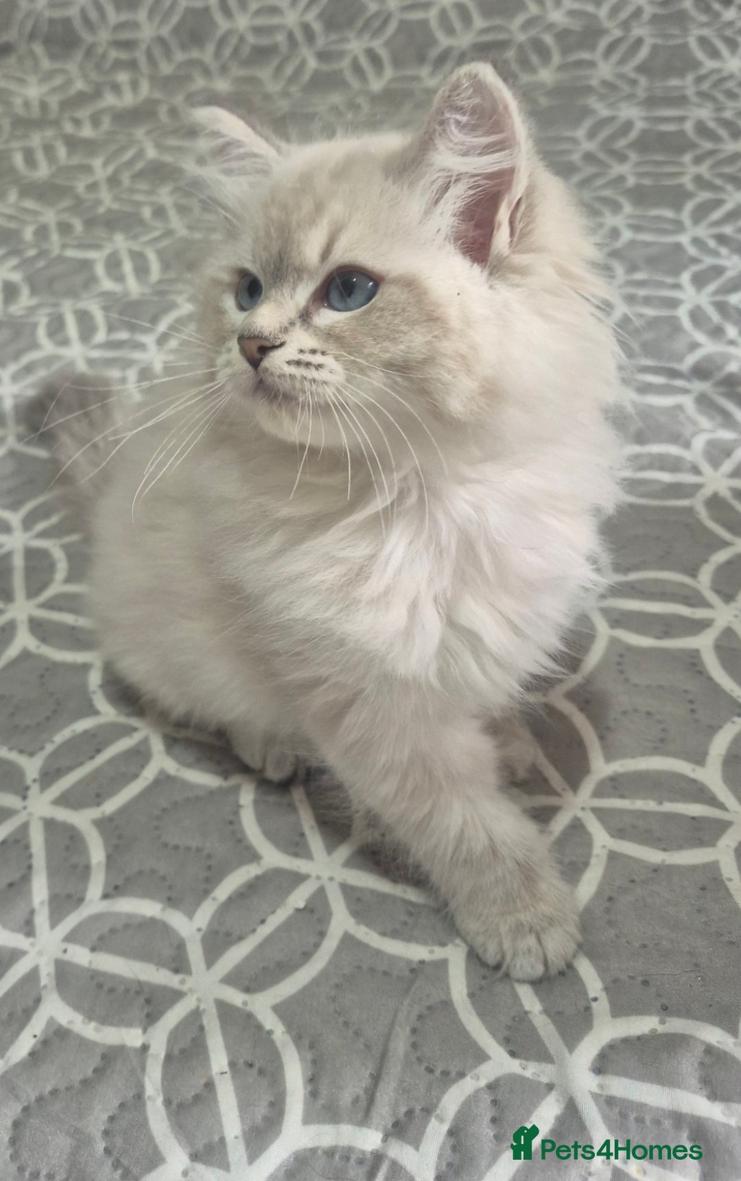 Siberian cats for sale: Pedigree girl and boy availiable - Image 4
