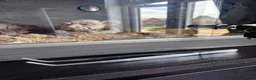 Corn Snake reptiles for sale: 2.5 year male corn snake and vivarium - Advert 9