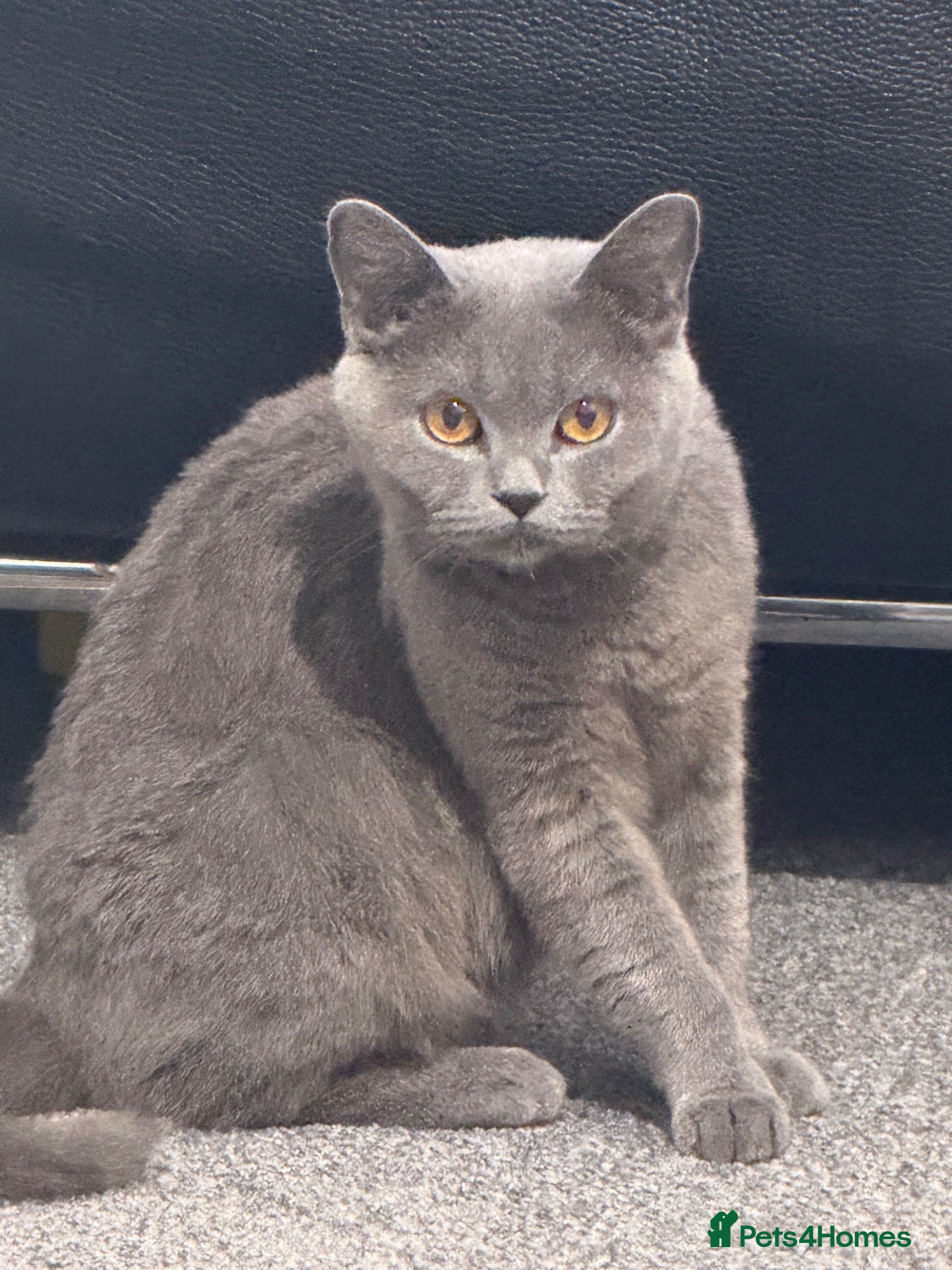 British Shorthair cats Stunning GCCF Registered British Shorthair Girl  - Advert 2