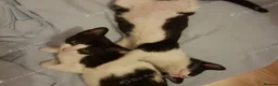 Mixed Breed cats for sale: Sweet 4-month-old brother and sister. - Advert 3