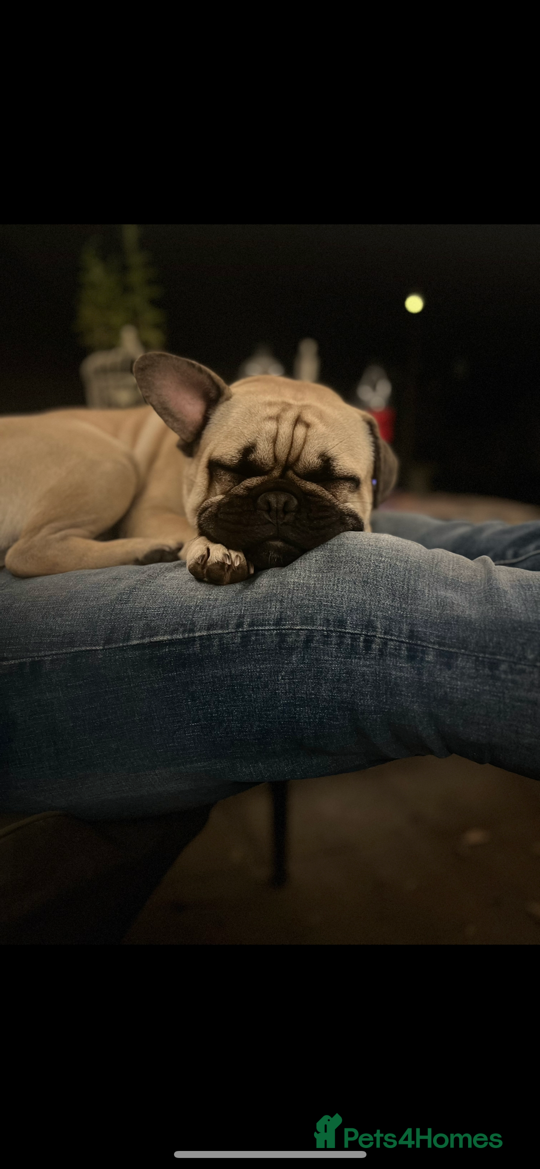 Frug dogs for sale: Gizmo ❤️ - Image 2