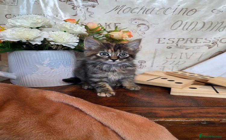 Mixed Breed cats Stunning medium hair kittens - Advert 1