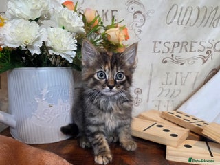 Mixed Breed cats Stunning medium hair kittens - Advert 1