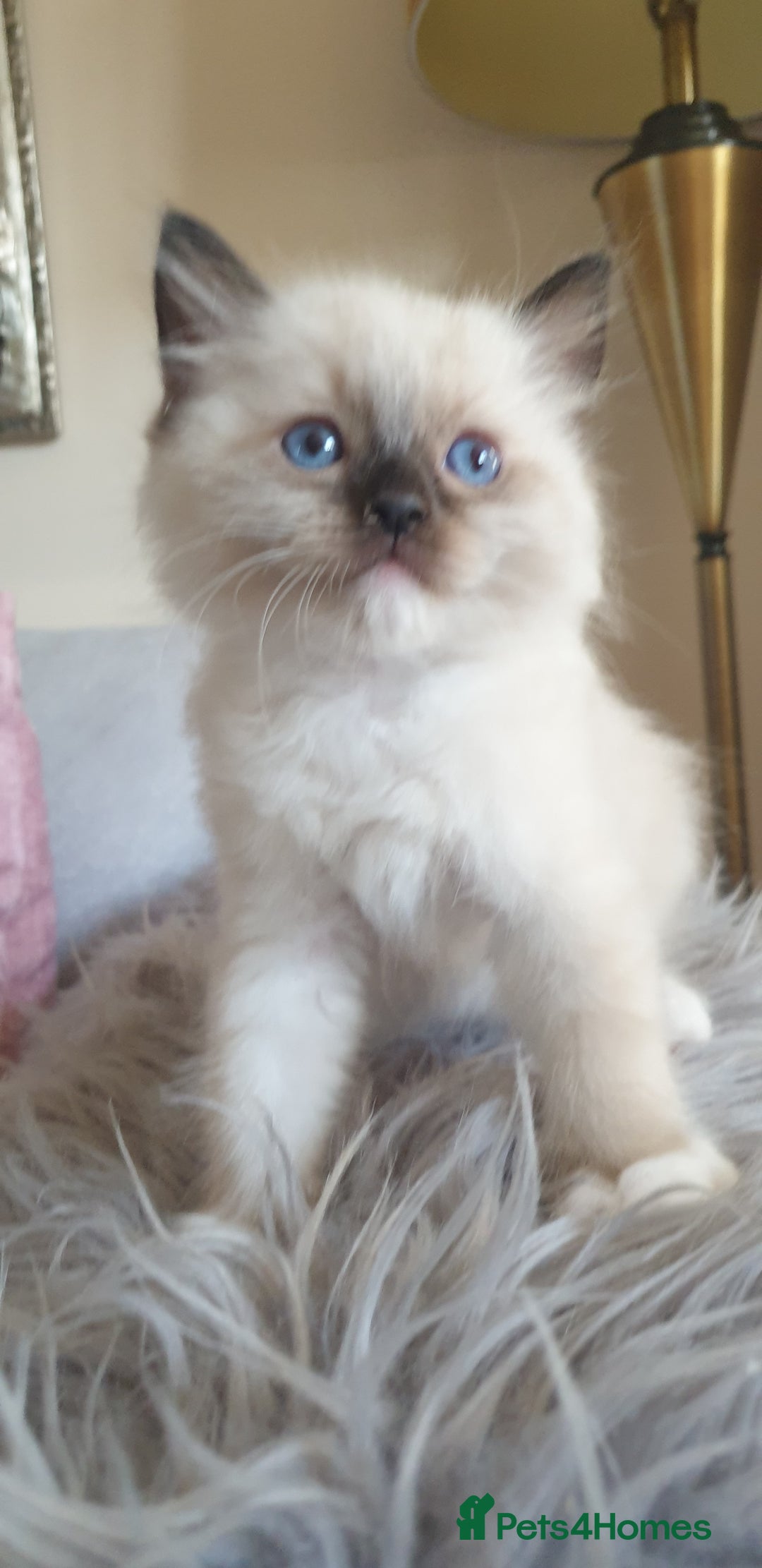 Ragdoll cats for sale: Gorgeous Ragdoll Kittens - Advert 3