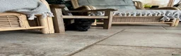 Mixed Breed cats for sale: Two black kittens 9 weeks  - Advert 5