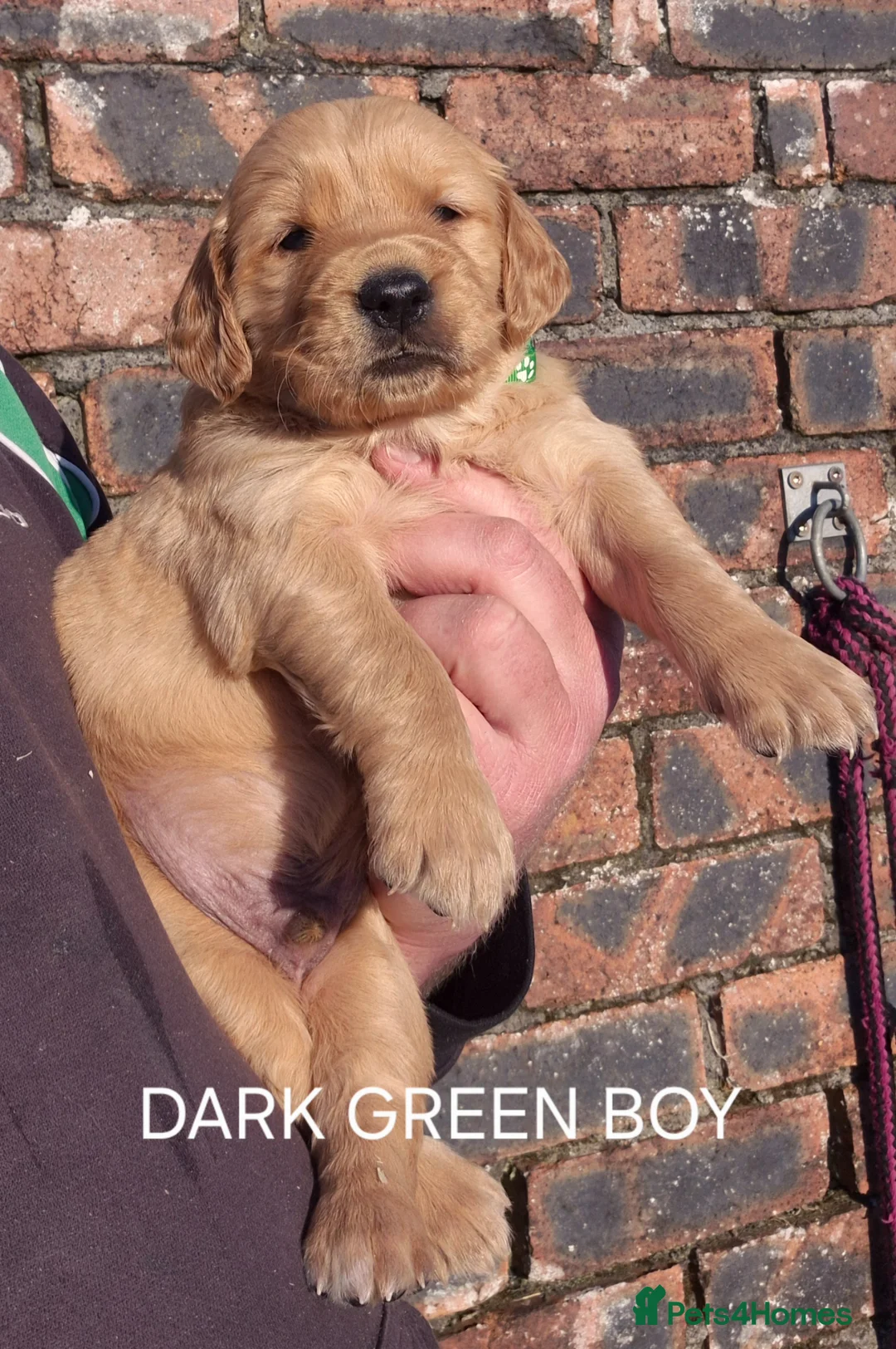 Golden Retriever dogs for sale: KC GOLDEN RETRIEVER PUPPIES HEALTH TESTED PARENTS  - Advert 1