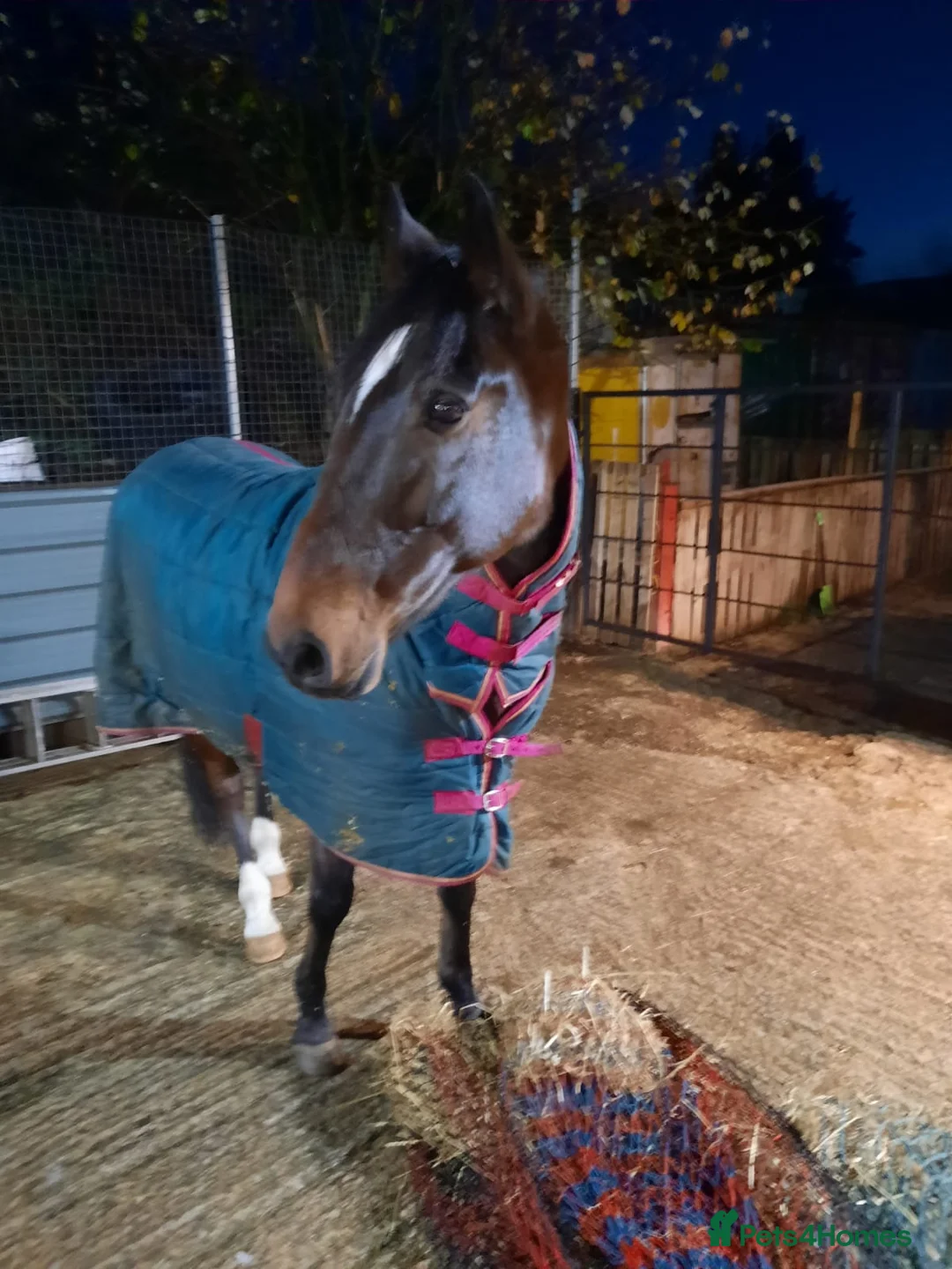 American Standardbred horses for sale: Happy hacker /ride and drive in Manchester - Advert 2
