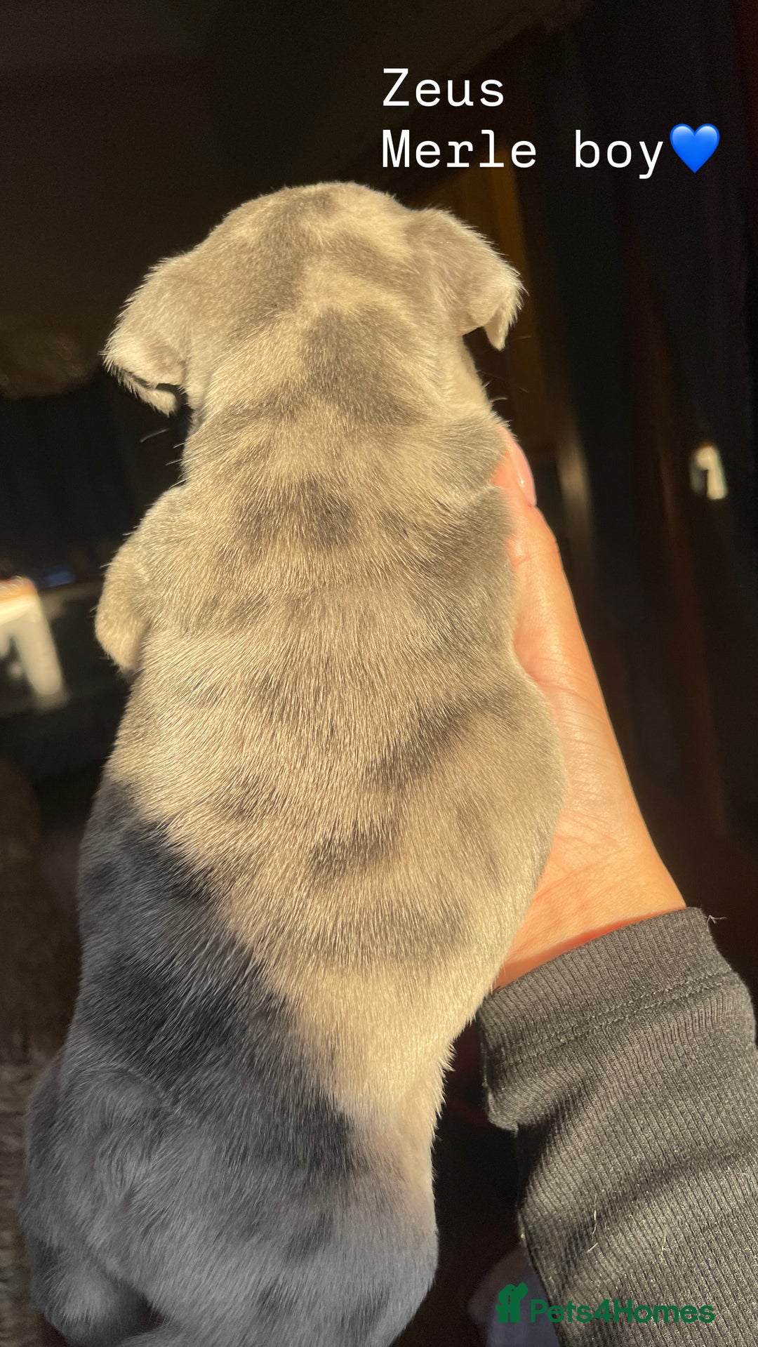 French Bulldog dogs for sale: Gorgeous pied and merle french bulldog puppies🩷💙 - Image 9
