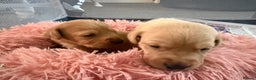 Labrador Retriever dogs for sale: ⭐️Beautiful Fox Red Labrador puppies ⭐️ - Advert 10