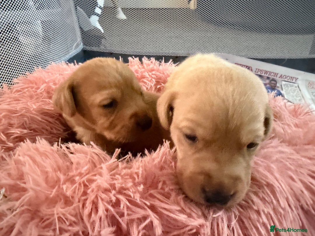 Labrador Retriever dogs for sale: ⭐️Beautiful Fox Red Labrador puppies ⭐️ - Advert 10