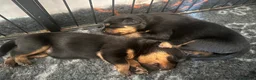 Rottweiler dogs for sale: Gorgeous healthy chunky Rottweiler pups  in Llanelli - Advert 9