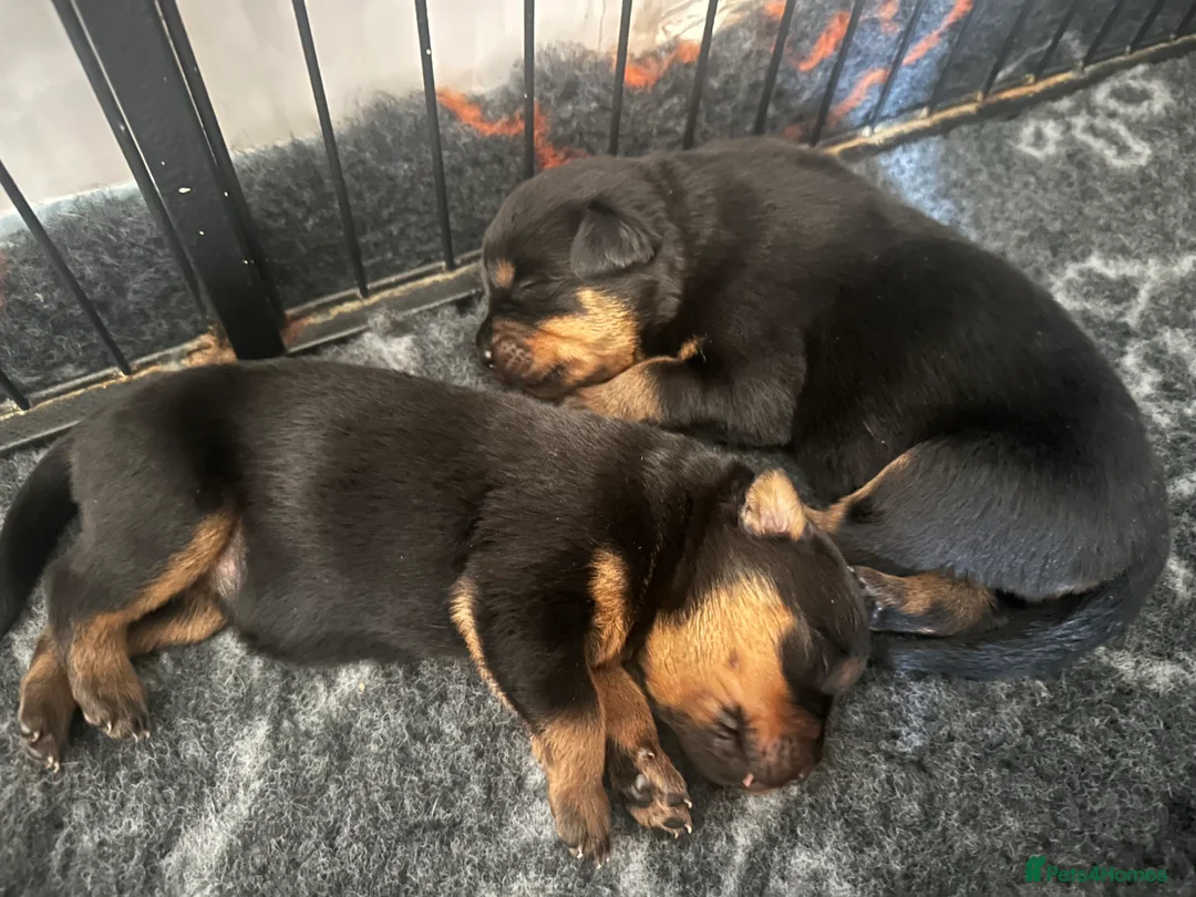Rottweiler dogs for sale: Gorgeous healthy chunky Rottweiler pups  in Llanelli - Advert 9