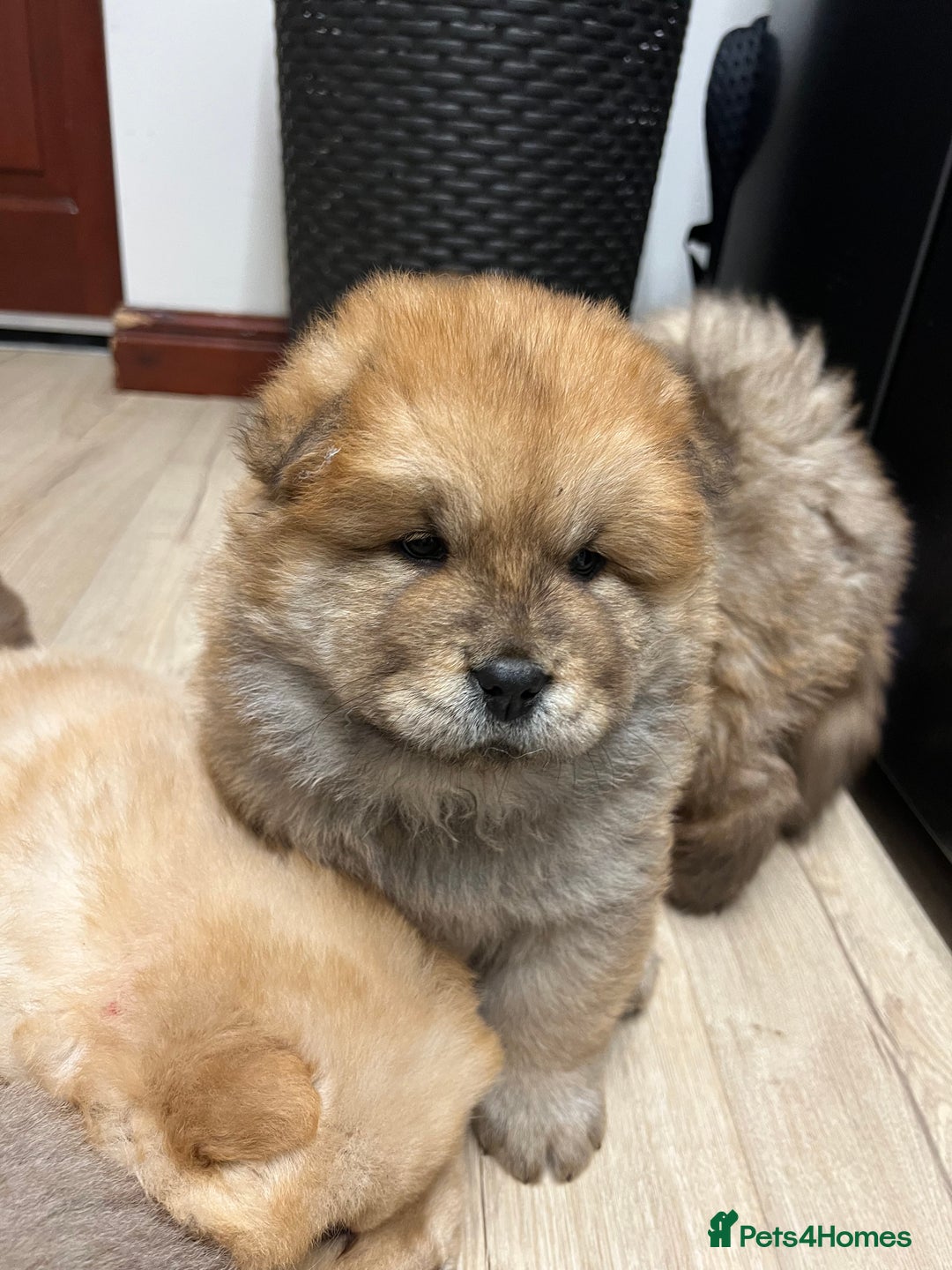 Chow Chow dogs for sale: Gorgeous Chow Chow Puppies Raised in a loving Home - Advert 19