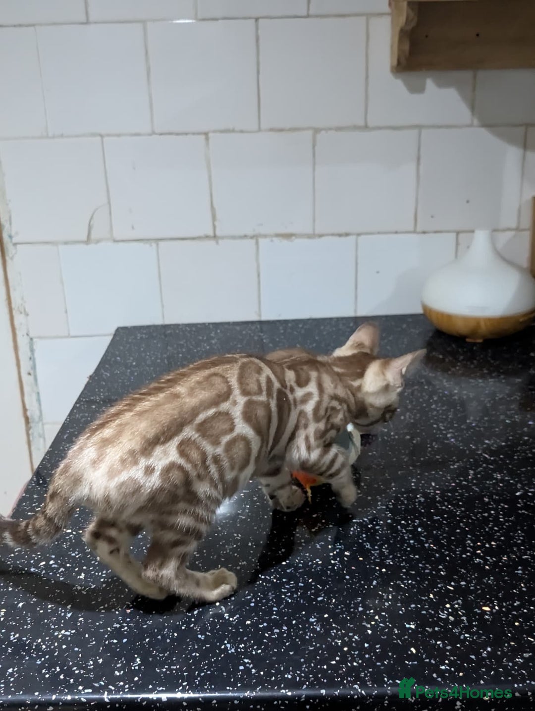 Bengal cats for sale: 🔥✨Pedigree TICA-Registered Bengals - Advert 19