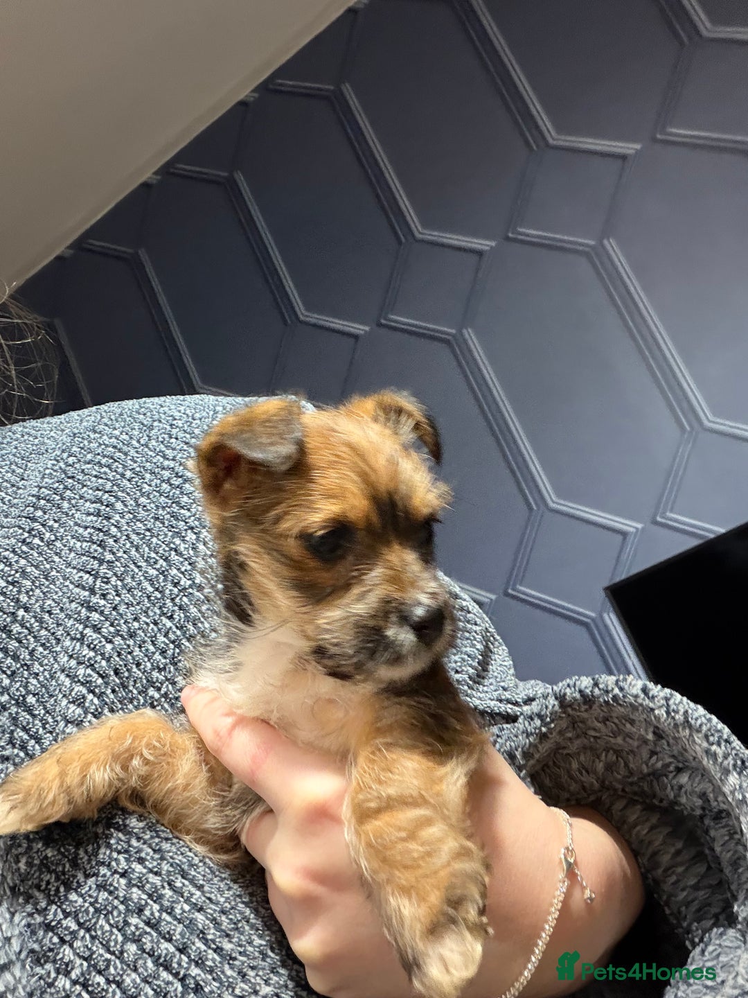 Mixed Breed dogs for sale: YORKIE X WESTIE female Pup - Advert 3