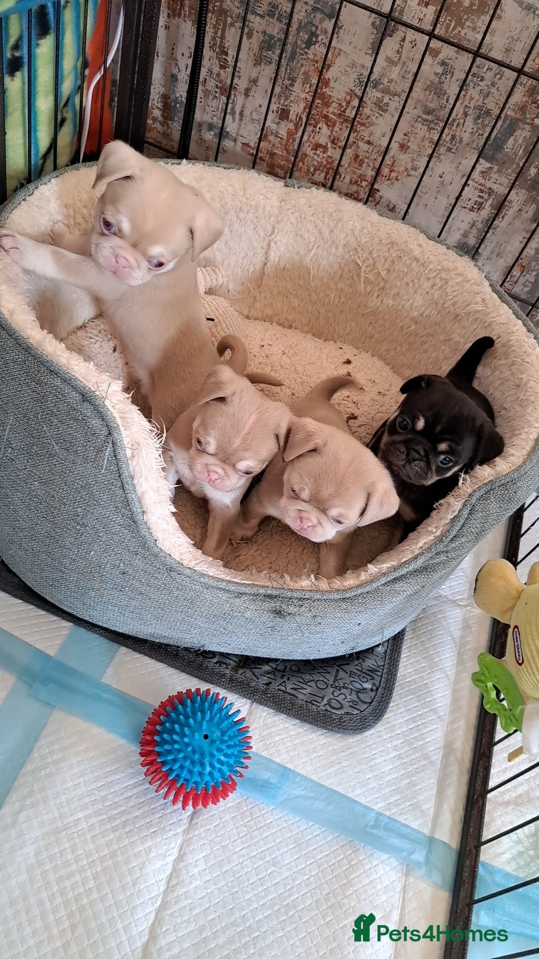 Pug dogs for sale: adorable pink pug puppies - Advert 4