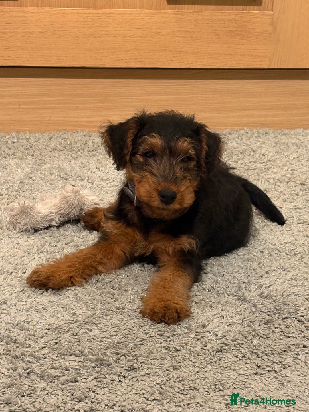 Welsh Terrier dogs for sale: Stunning Male Welsh Terrier Puppy Looking For Love - Advert 2