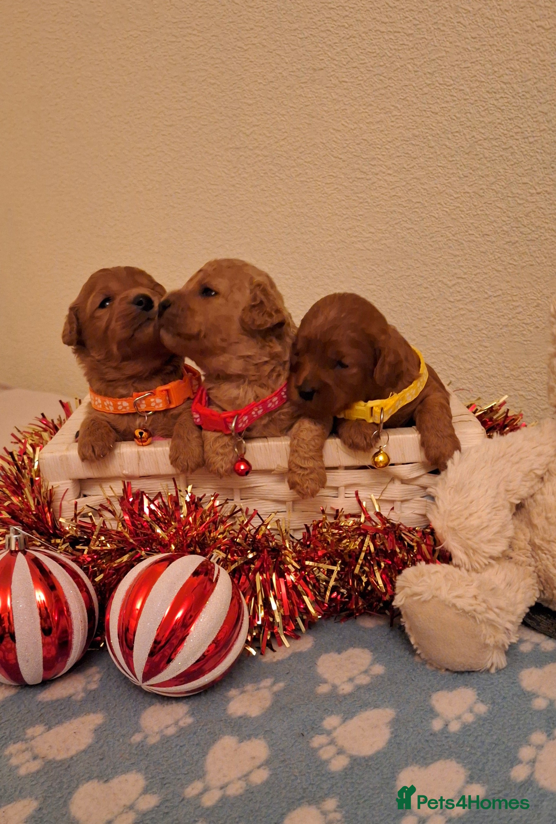 Cavapoochon dogs Gorgeous DNA tested Cavapoochon pups - Advert 2