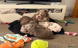 English Bulldog dogs for sale: British bulldog pups for sale - Advert 1