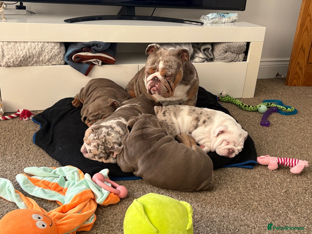 English Bulldog dogs for sale: British bulldog pups for sale - Advert 1