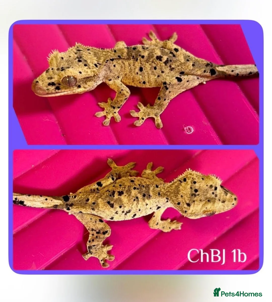 Gecko reptiles for sale: Super Dalmatian Crested Gecko £380 - Advert 3