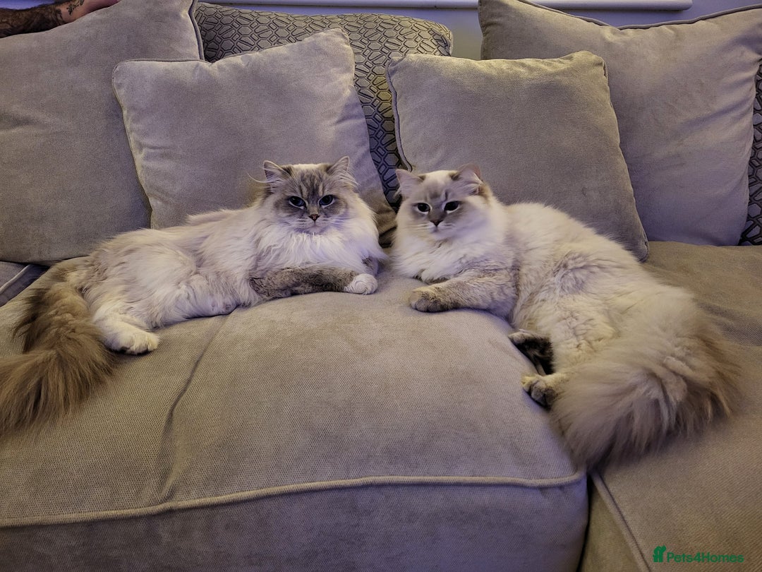 Ragdoll cats for sale: Blue tabby GCCF (ACTIVE) Queen - Image 8