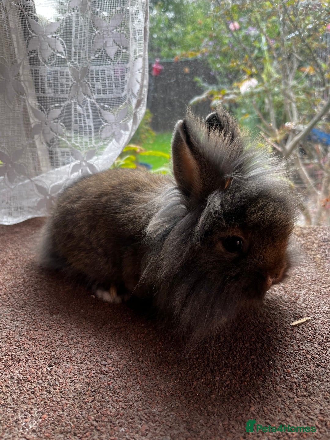 Lionhead rabbits for sale: Netherland dwarf X Lionhead  - Image 6