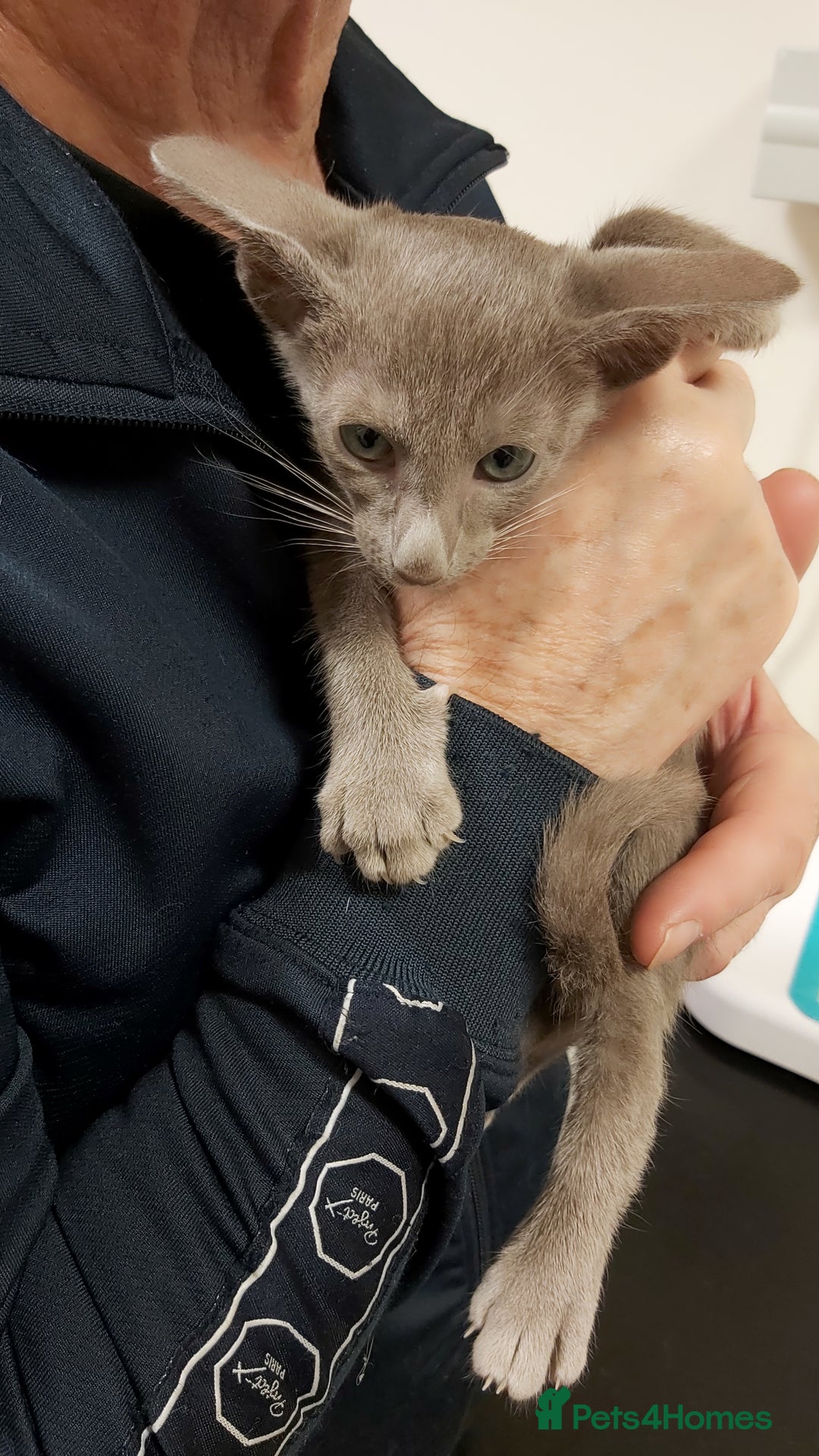 Oriental cats for sale: Full Pedigree Oriental 1 Kitten XL size ears GCCF - Advert 2