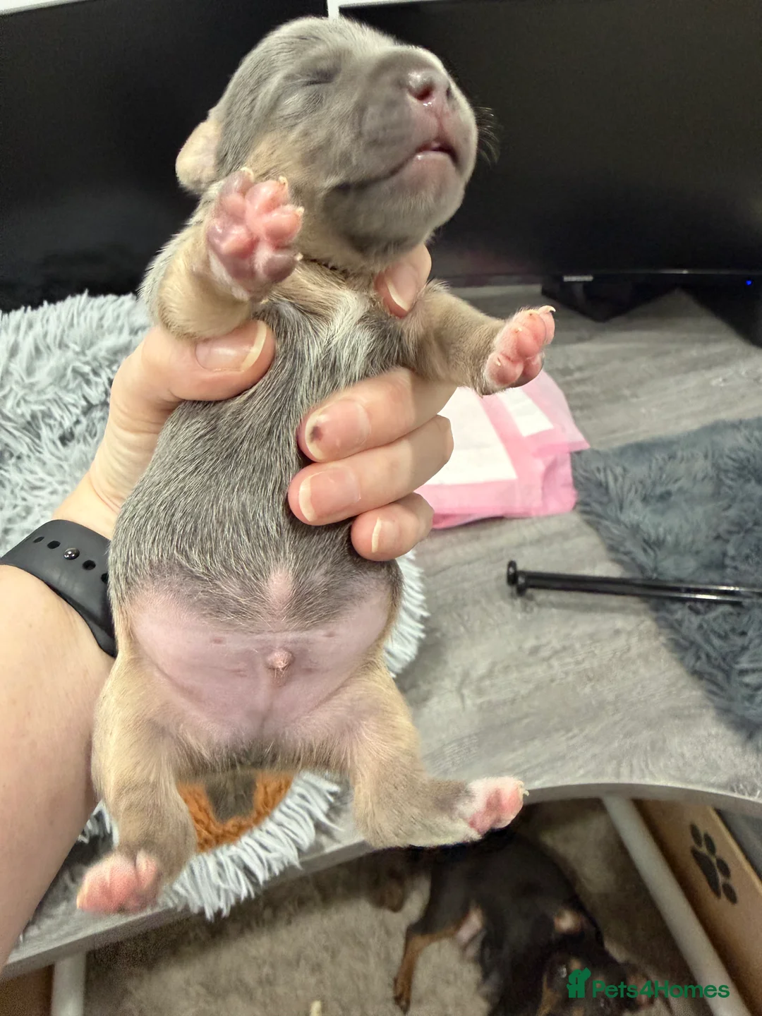 Jack Russell dogs for sale: Jack Russell Puppies - 6 Available 3 girls 3 boys - Advert 18